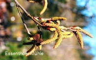 Arboretum Essenthoer Mühle