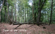 Naturbelassene Waldstücke im Naturschutzgebiet