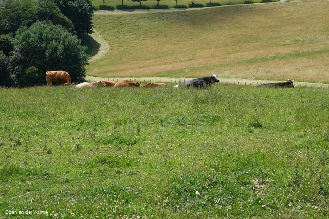 Am Start- und Endpunkt der Wanderung gibt es in den warmen Monaten tierische Begleitung